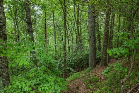 Lot 171 Shenendoa Drive Ellijay GA 30540