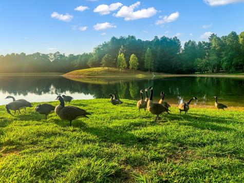 1652 Sable Court Talking Rock GA 30175