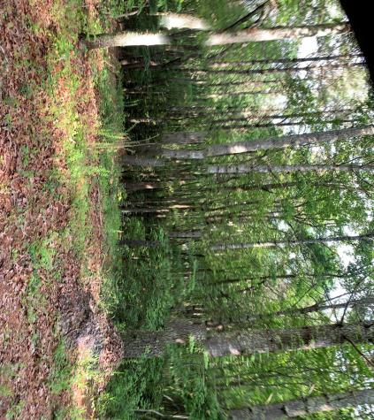 Lot 57 Rainy Farm Road Murphy NC 28906