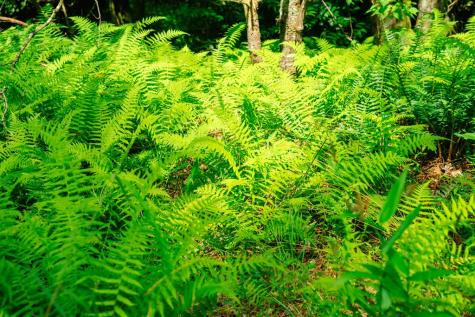 Lot 11 Quail Cove Circle Warne NC 28909