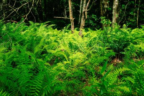 Lot 11 Quail Cove Circle Warne NC 28909
