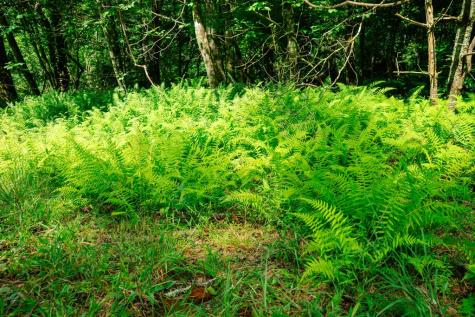 Lot 11 Quail Cove Circle Warne NC 28909
