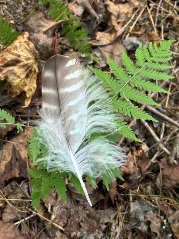 Lot 6 Mount Springer Road Ellijay GA 30540