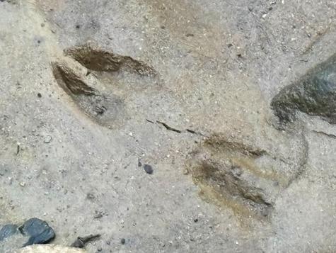 Lot 6 Mount Springer Road Ellijay GA 30540