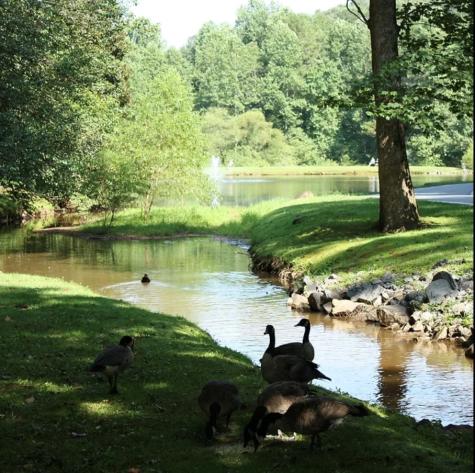2246 Palisade Drive Ellijay GA 30540