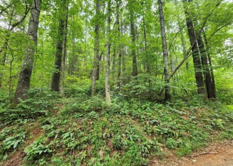 2B Poplar Cove Suches GA 30572
