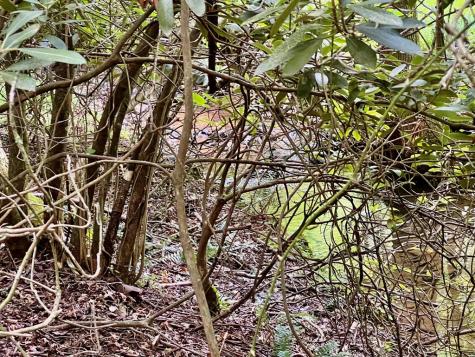 #4 Lower Fox Trail Blairsville GA 30512