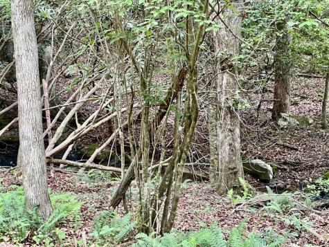 #4 Lower Fox Trail Blairsville GA 30512