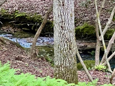 #4 Lower Fox Trail Blairsville GA 30512