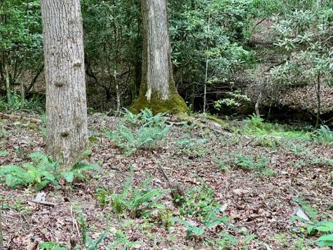 #4 Lower Fox Trail Blairsville GA 30512