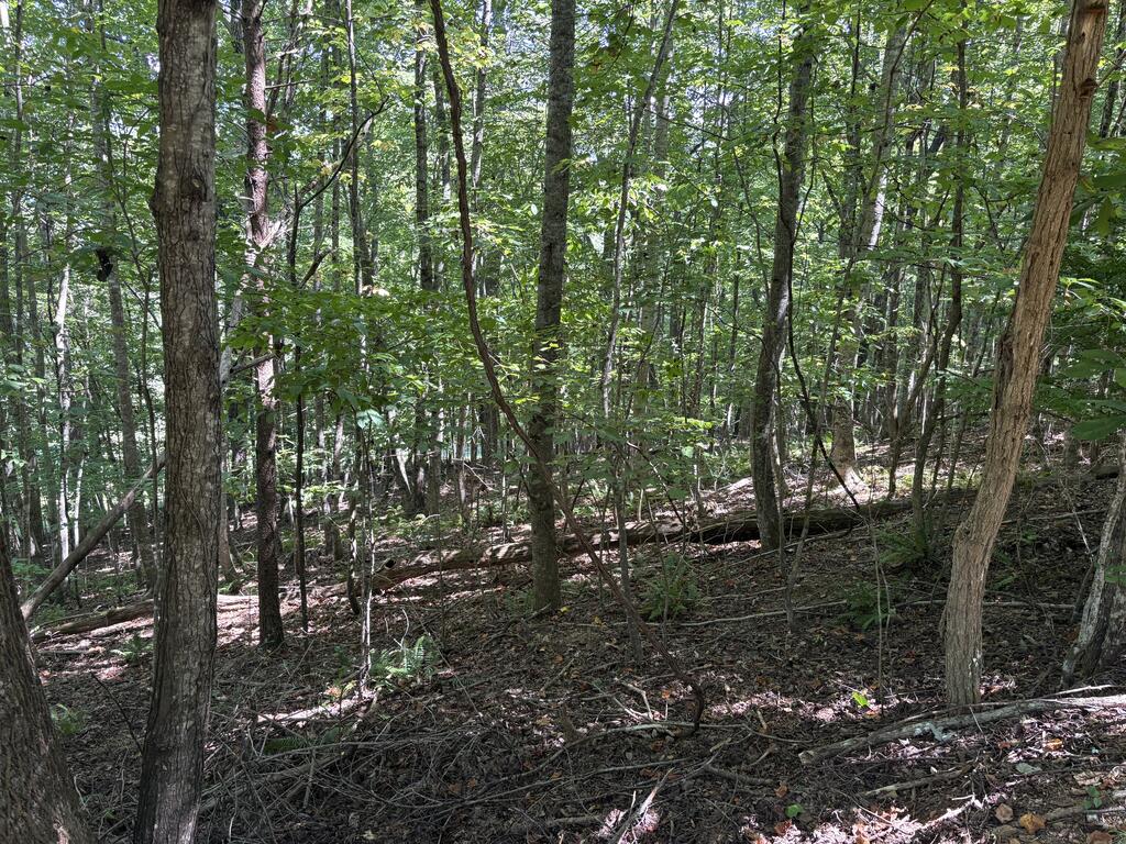 Lot 14 White Oak Drive Warne NC 28909