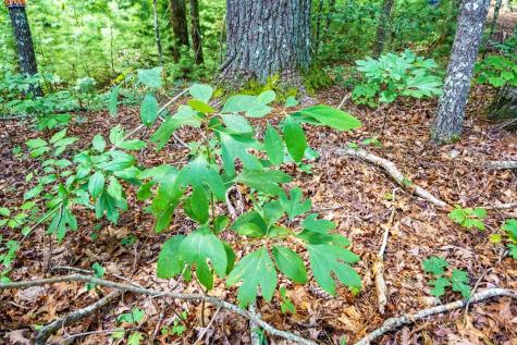 2.31ACRE Higdon Creek Road Blue Ridge GA 30513