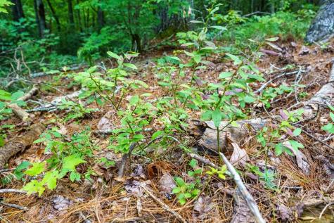 2.31ACRE Higdon Creek Road Blue Ridge GA 30513