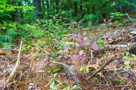 2.31ACRE Higdon Creek Road Blue Ridge GA 30513