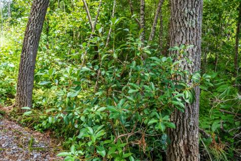 2.31ACRE Higdon Creek Road Blue Ridge GA 30513