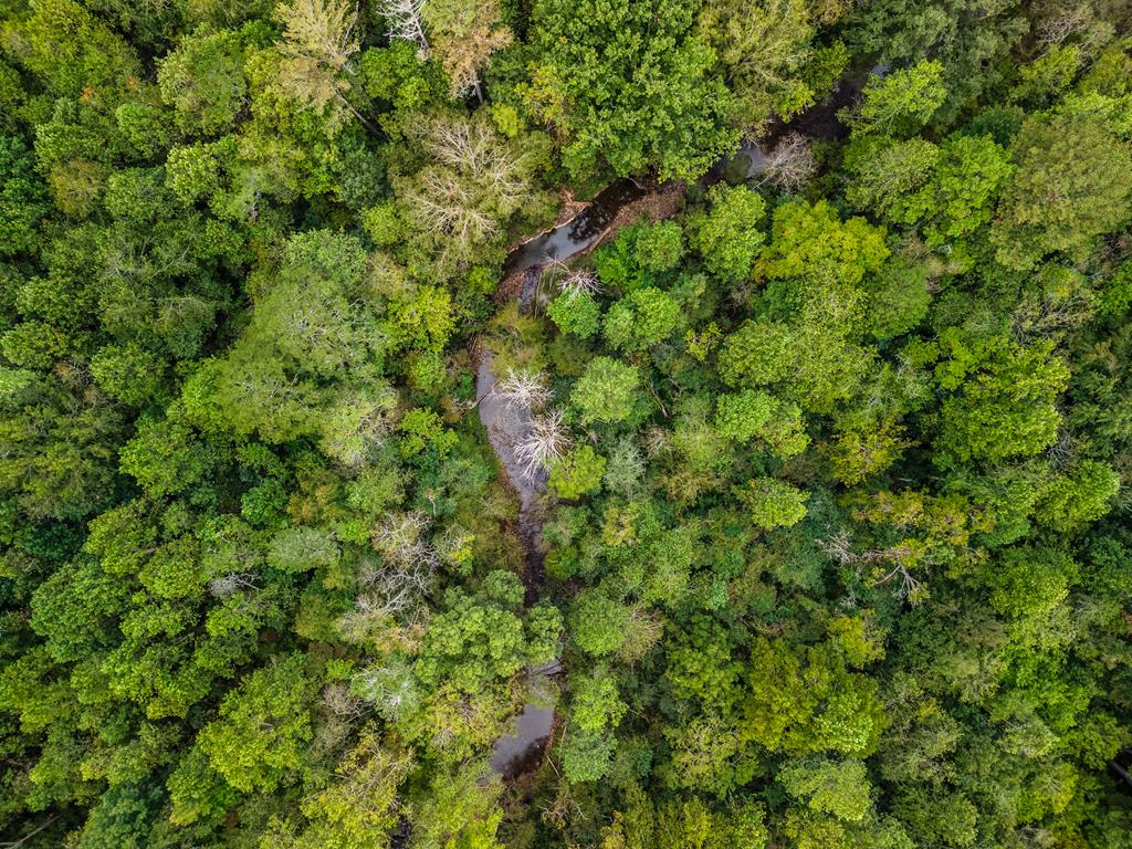 3.11 Ac Old Northcutt Road Ellijay GA 30540