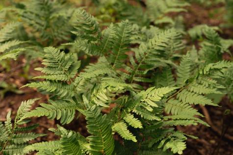 Tract 1 Century Lane Blue Ridge GA 30513