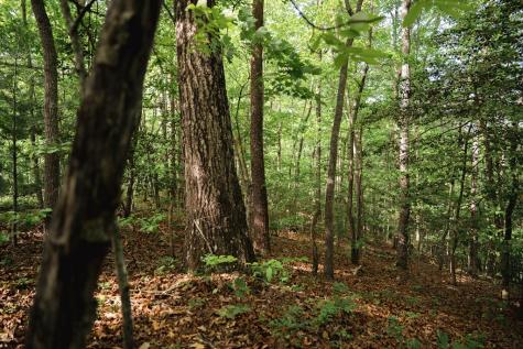 Tract 1 Century Lane Blue Ridge GA 30513