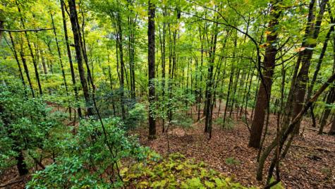 0 S Satsuma Court Ellijay GA 30540