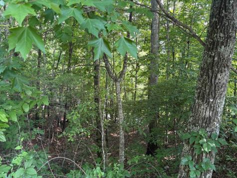 Lot 46 Dan Knob (LOT) Hayesville NC 28904
