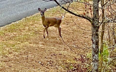 LT209 Harris Ridge Drive Ellijay GA 30540