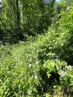 00 Vincent Colvin Road Robbinsville NC 28771