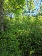 00 Vincent Colvin Road Robbinsville NC 28771