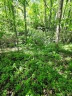 00 Vincent Colvin Road Robbinsville NC 28771