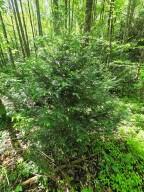 00 Vincent Colvin Road Robbinsville NC 28771