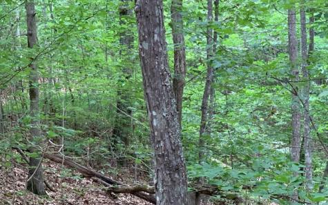 Lot 18 Bruce Mountain Blairsville GA 30512