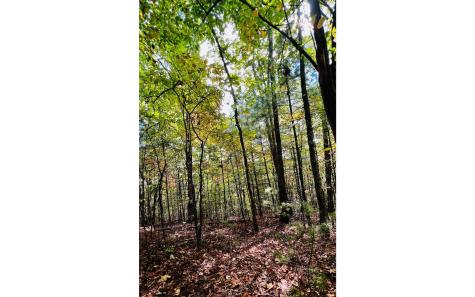 Lot 3 Wild Turkey Young Harris GA 30582