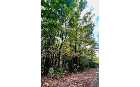 Lot 3 Wild Turkey Young Harris GA 30582