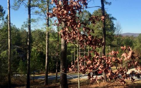 Lot 38 Loftis Mountain Blairsville GA 30512