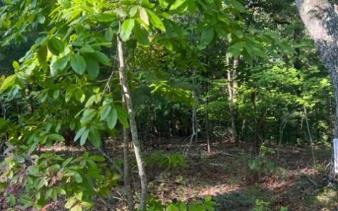 Lt 32 Buck Creek Road Ellijay GA 30540
