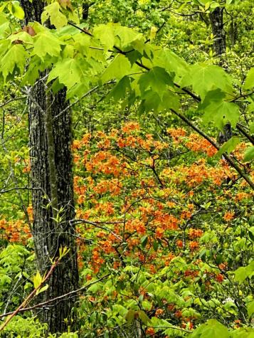 Lot 1 S Blue Horizon Drive Blue Ridge GA 30513