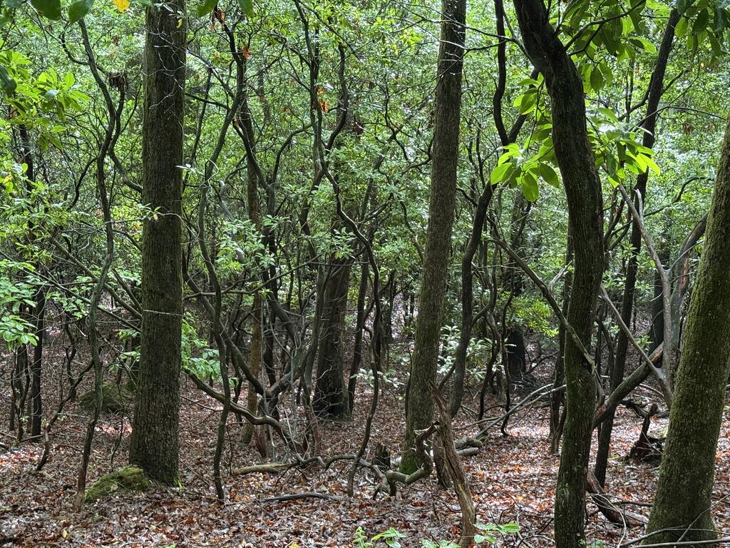 Lot 28 Atoah Loop Murphy NC 28906