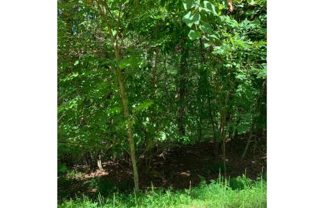 LOT21 Bryant Cove Road Blairsville GA 30512