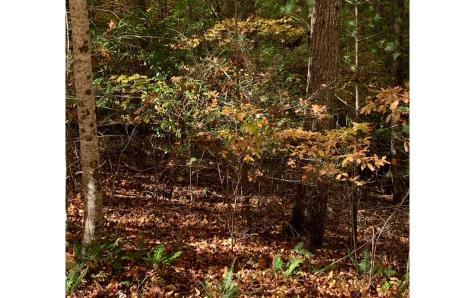 LOT21 Bryant Cove Road Blairsville GA 30512