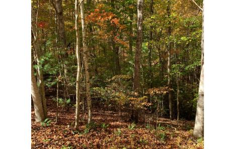 LOT21 Bryant Cove Road Blairsville GA 30512