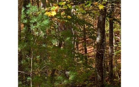 LOT21 Bryant Cove Road Blairsville GA 30512