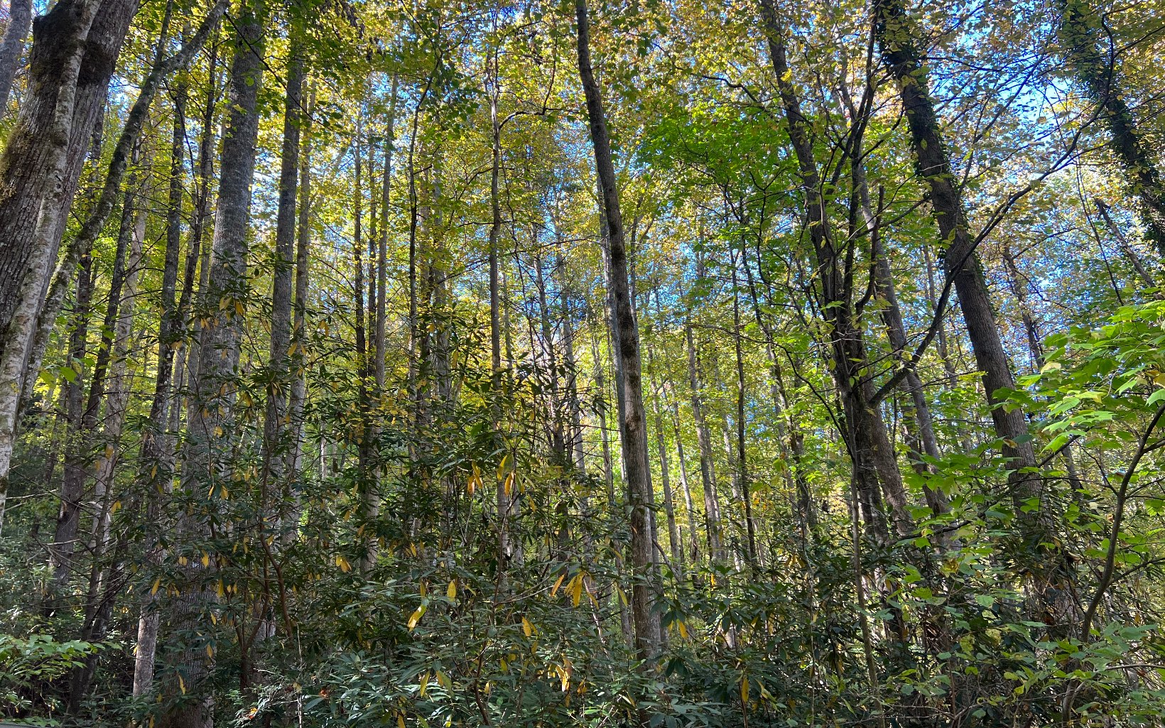 Trail 1 Tusquittee Road Hayesville NC 28904