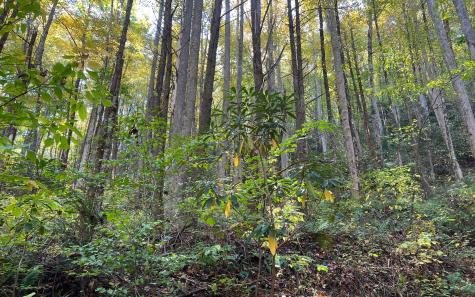 Trail 1 Tusquittee Road Hayesville NC 28904