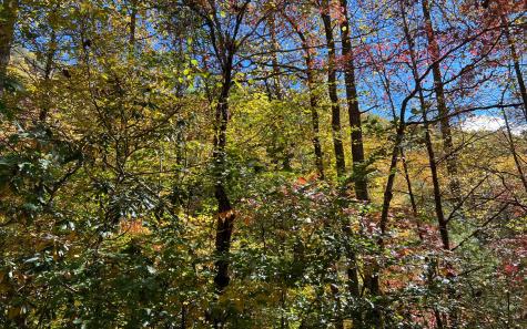 Trail 1 Tusquittee Road Hayesville NC 28904