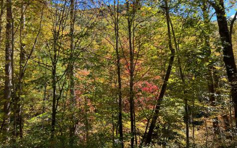 Trail 1 Tusquittee Road Hayesville NC 28904