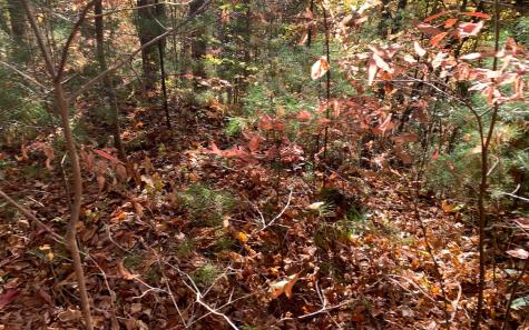29 Lake Point Drive Murphy NC 28906
