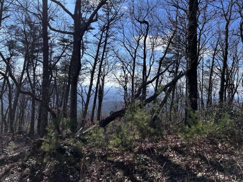 246 Andes Ridge Ellijay GA 30536