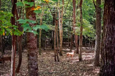 32 Bear Court Ellijay GA 30540