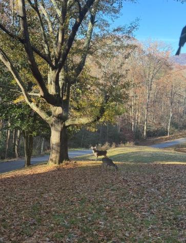 5127 Mineral Springs Road Young Harris GA 30582