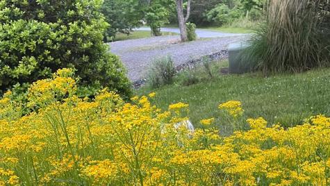 82 Jay Bird Way Hayesville NC 28904