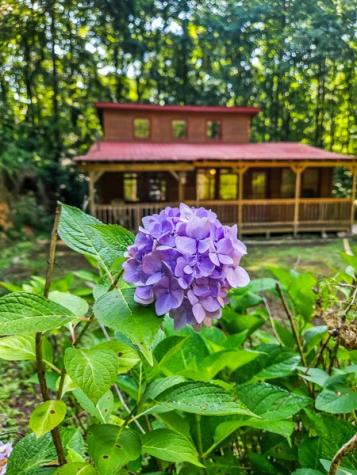 65 Mount Pleasant Drive Ellijay GA 30540